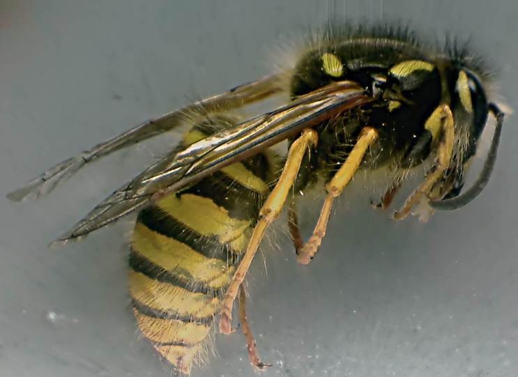 Dolichovespula sylvestris.jpg